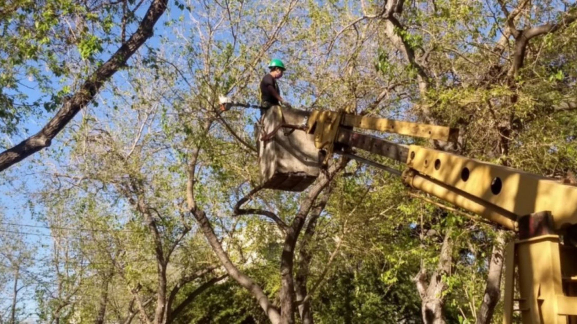 Nuevos trabajos en arbolado y paseos públicos se realizarán en Ciudad